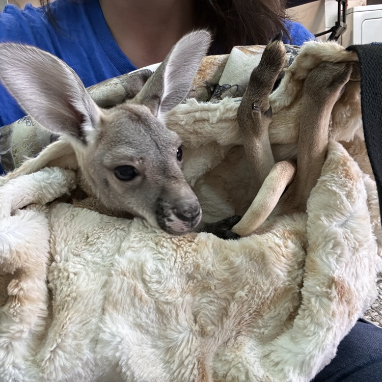 baby kangaroo 