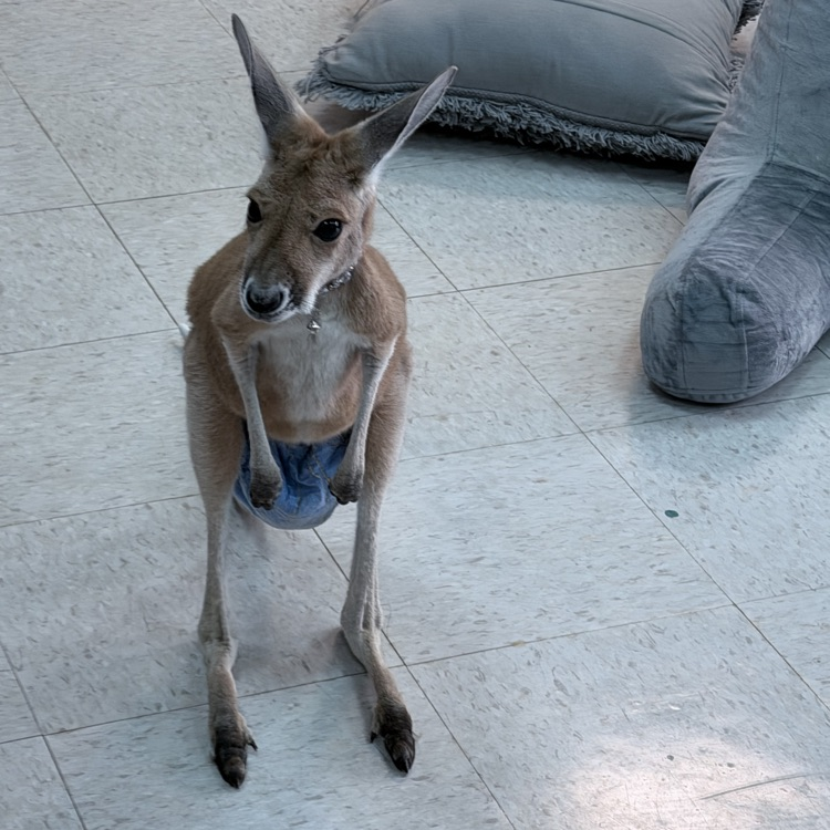 baby kangaroo