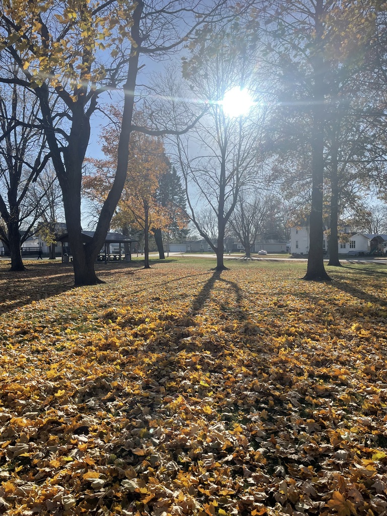 Leaves and sun at the park.