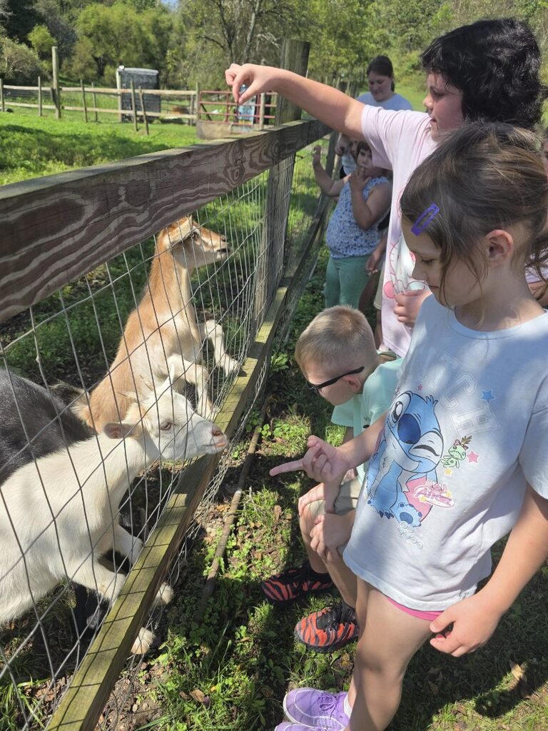 Students in Mrs. Rohrer's classroom feed goats at Blessed Valley Lodging.