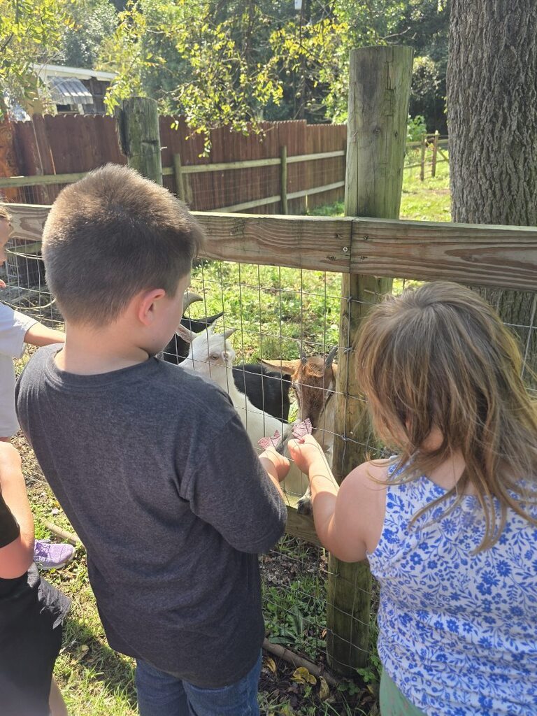 Students in Mrs. Rohrer's classroom feed goats at Blessed Valley Lodging.