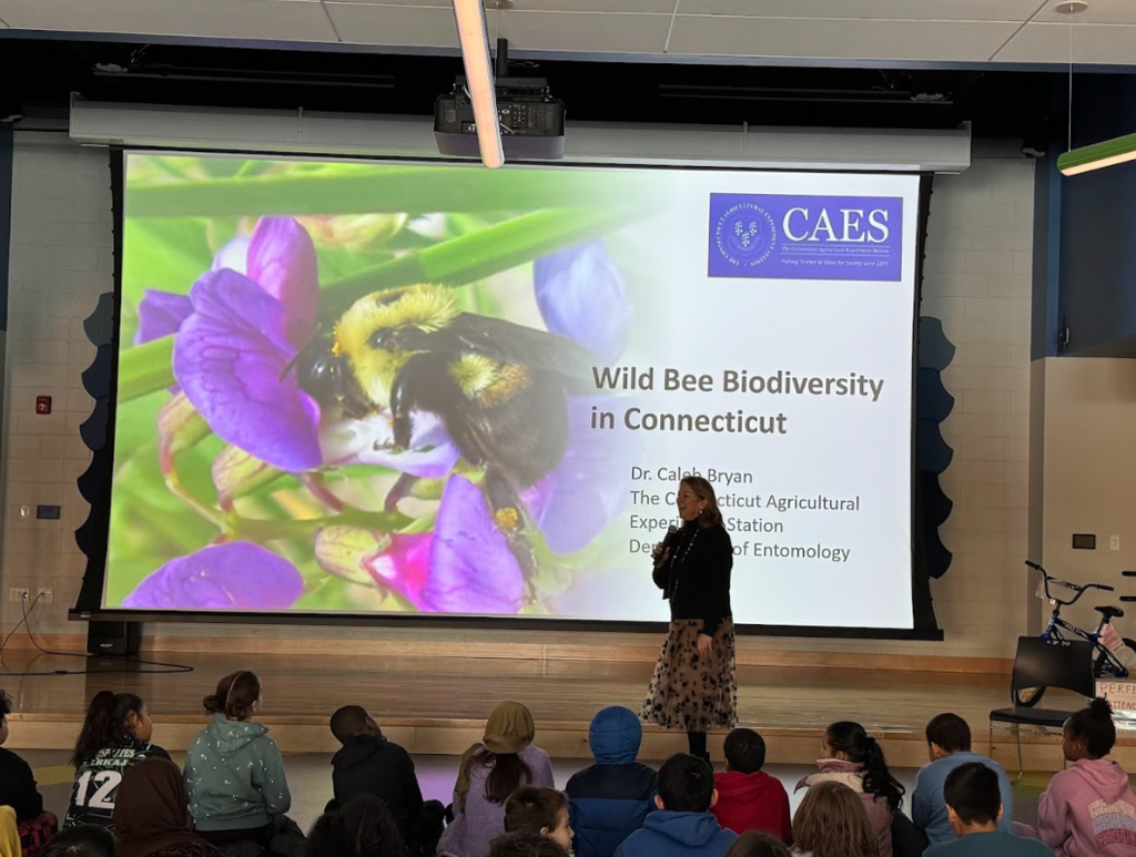 Bee Presentation 