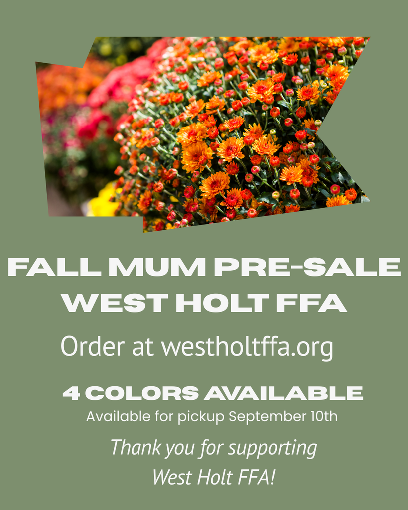 FFA Fall mums for sale