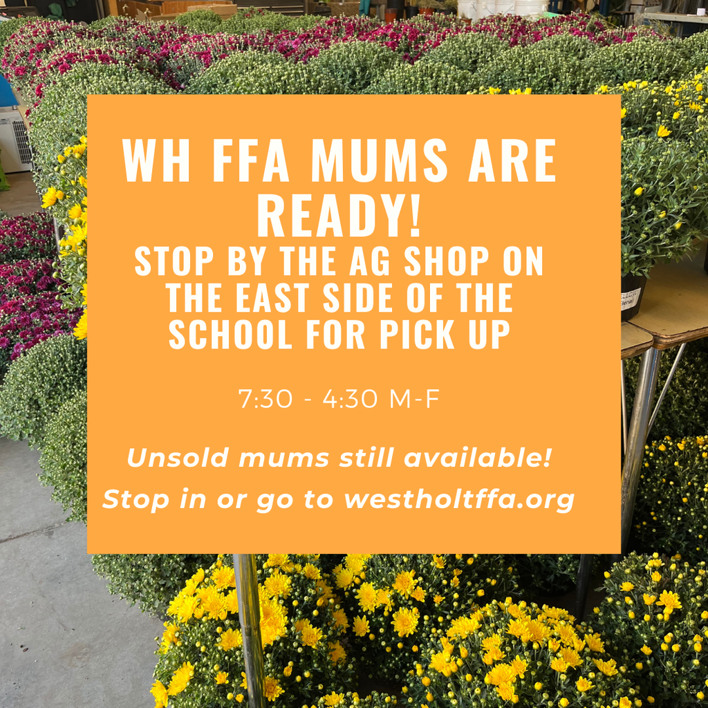 FFA Fall mums for sale