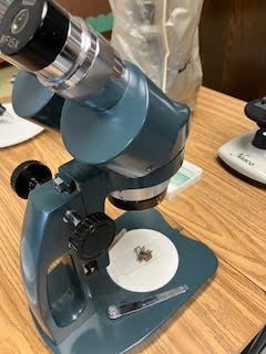 Students looked at a Wolf spider under a microscope.