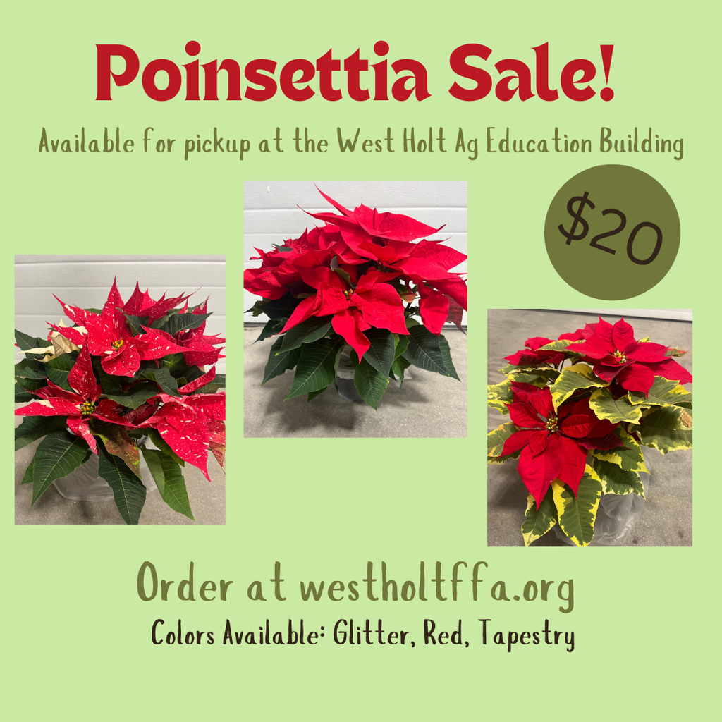 Poinsettia sale