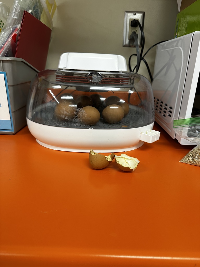 chicks
