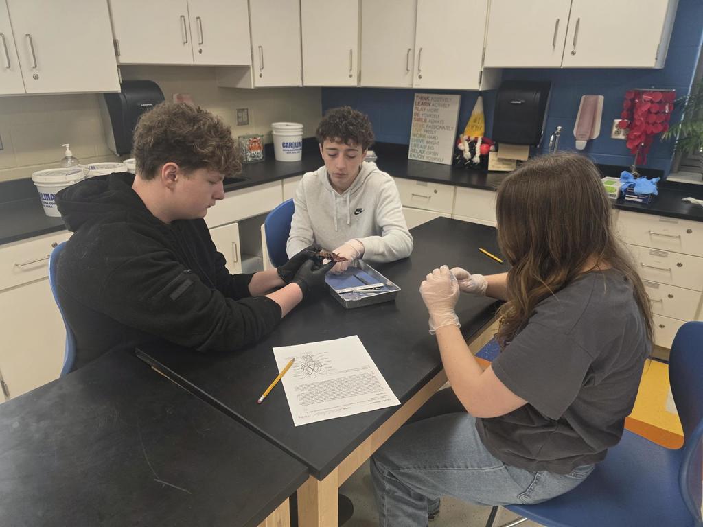 vdissection