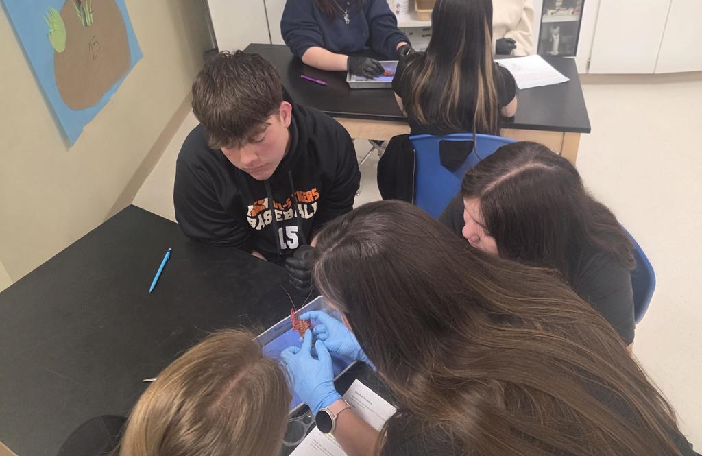 dissection