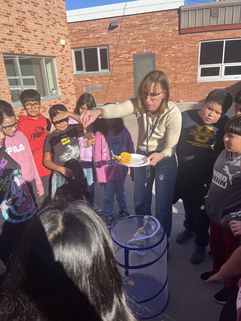 5th grade science classes releasing their butterflies!