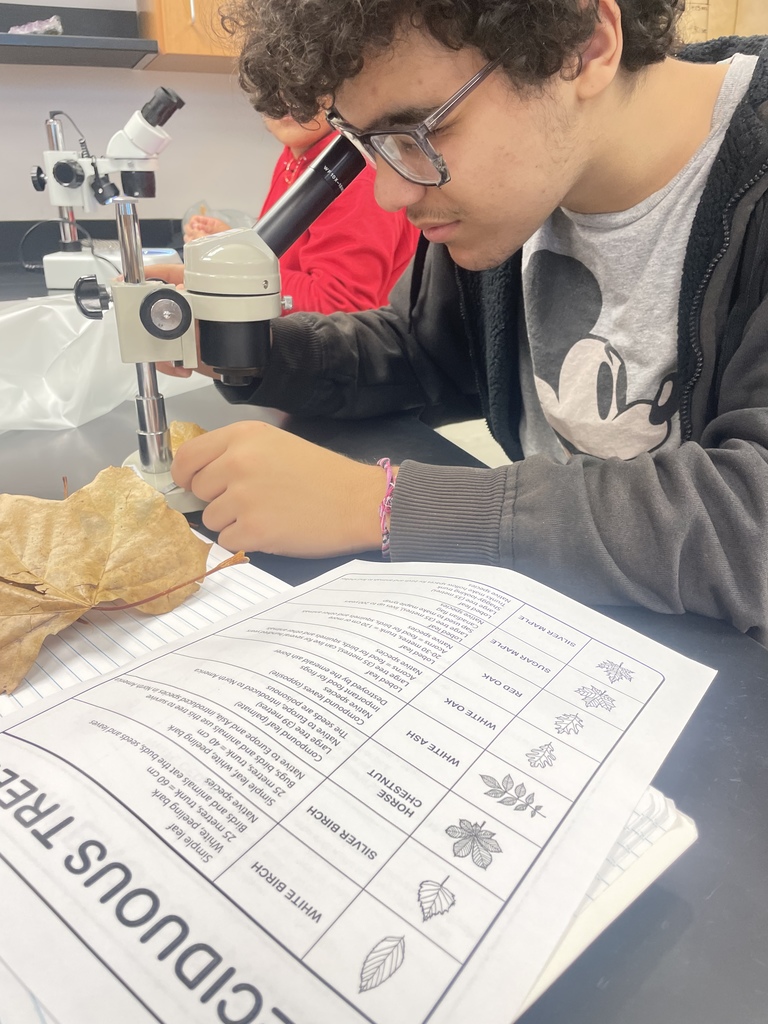 Fall is Fun! Mrs. Koenig style! 8th graders identifying which tree species have the largest stomata.