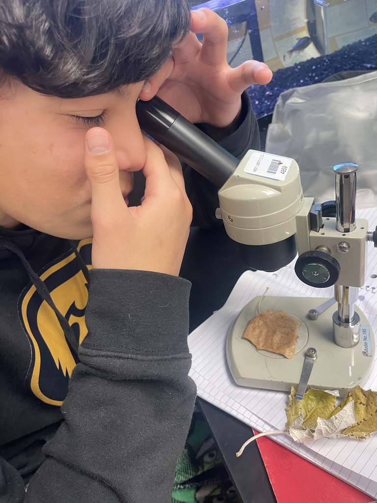 Fall is Fun! Mrs. Koenig style! 8th graders identifying which tree species have the largest stomata.