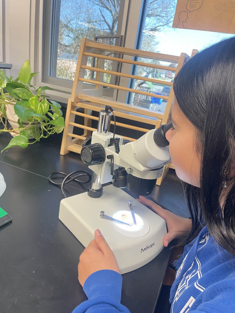 Fall is Fun! Mrs. Koenig style! 8th graders identifying which tree species have the largest stomata.