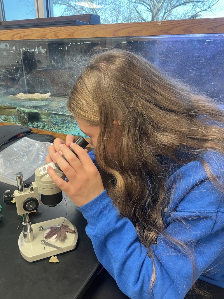 Fall is Fun! Mrs. Koenig style! 8th graders identifying which tree species have the largest stomata.