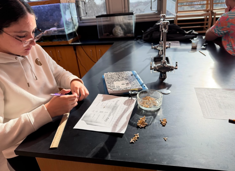 8th graders analyzing shark fossils to determine dominate species during the Paleozoic Era!