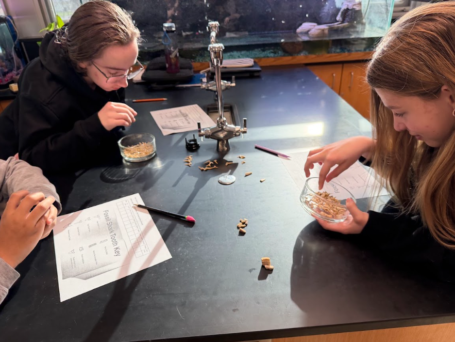 8th graders analyzing shark fossils to determine dominate species during the Paleozoic Era!