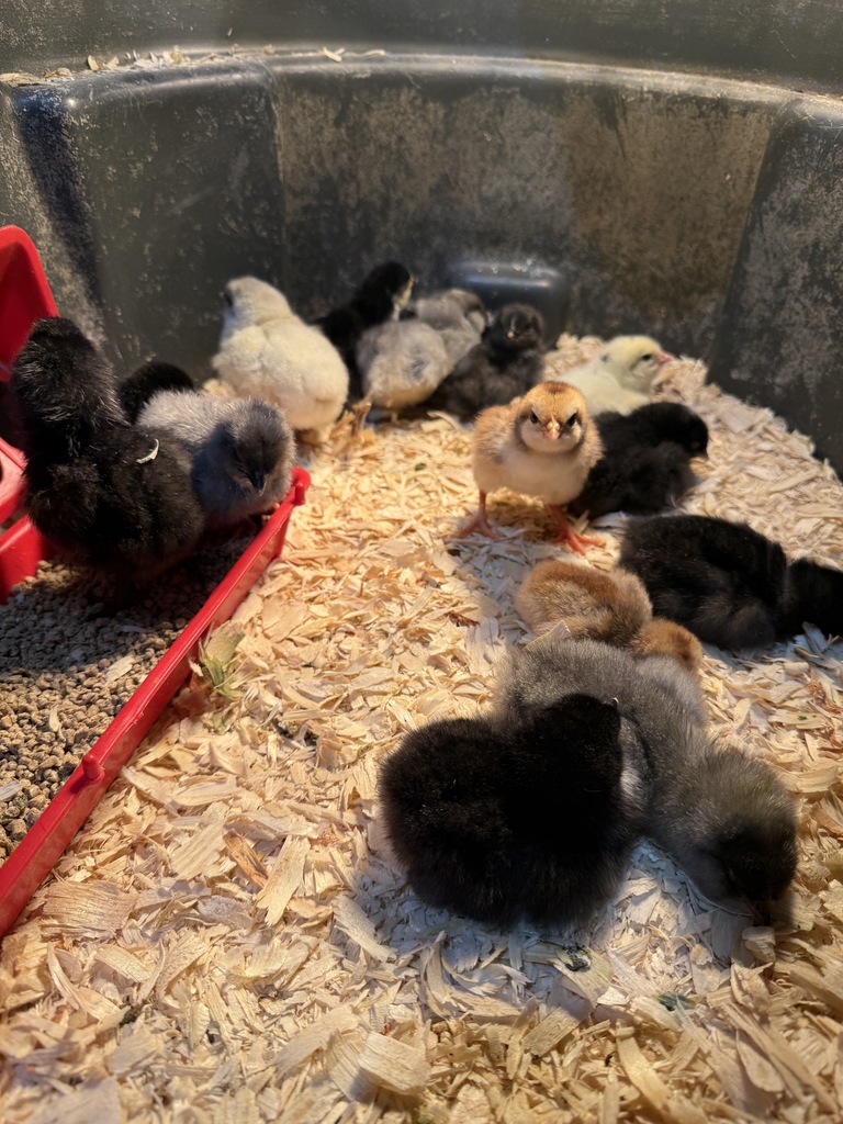 baby chicks