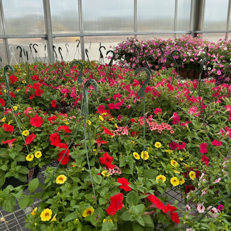 2026 FFA Plant Sale