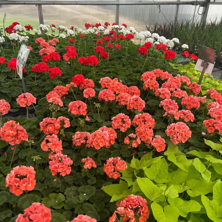 2026 FFA Plant Sale