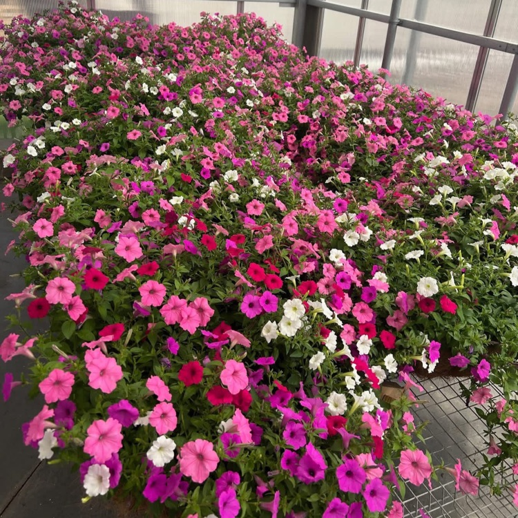 2026 FFA Plant Sale