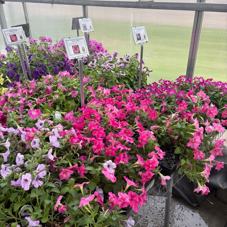 FFA Petunias