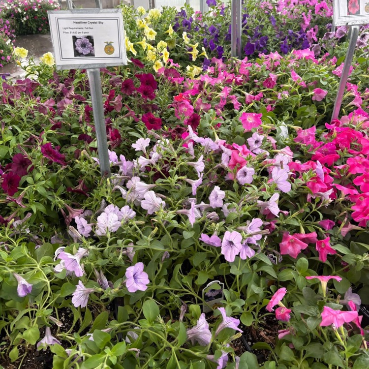 FFA Petunias