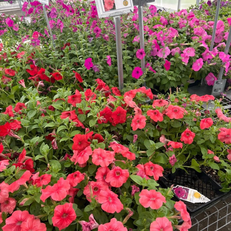 FFA Petunias