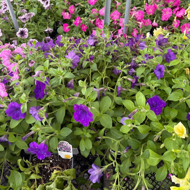 FFA Petunias
