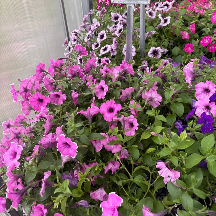 FFA Petunias