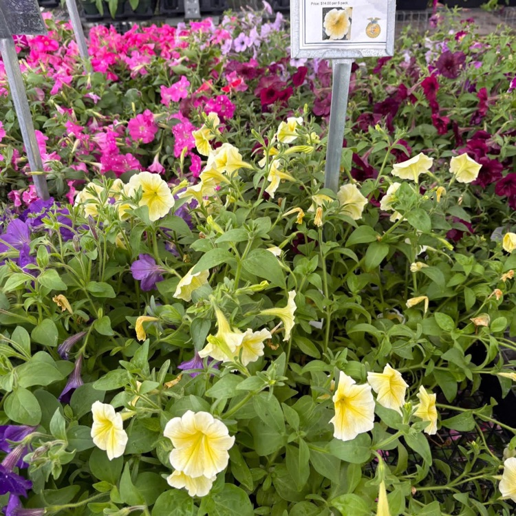 FFA Petunias