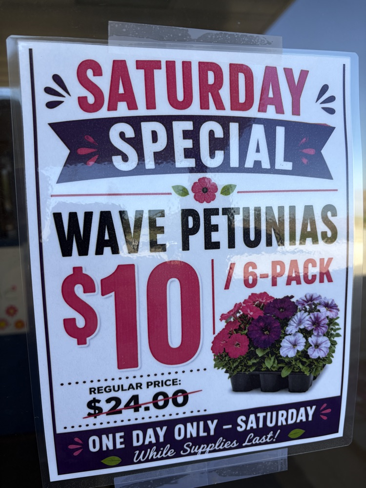 Saturday only $10 Wave Petunia Special