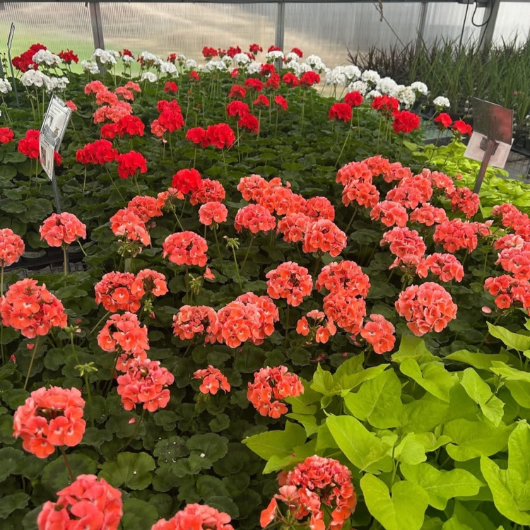 2026 FFA Plant Sale