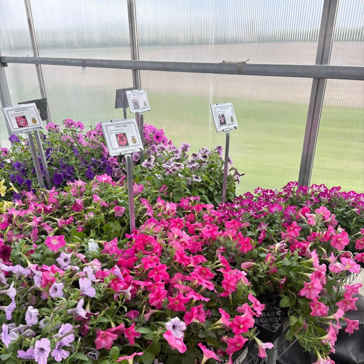 2026 FFA Plant Sale