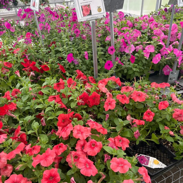 2026 FFA Plant Sale