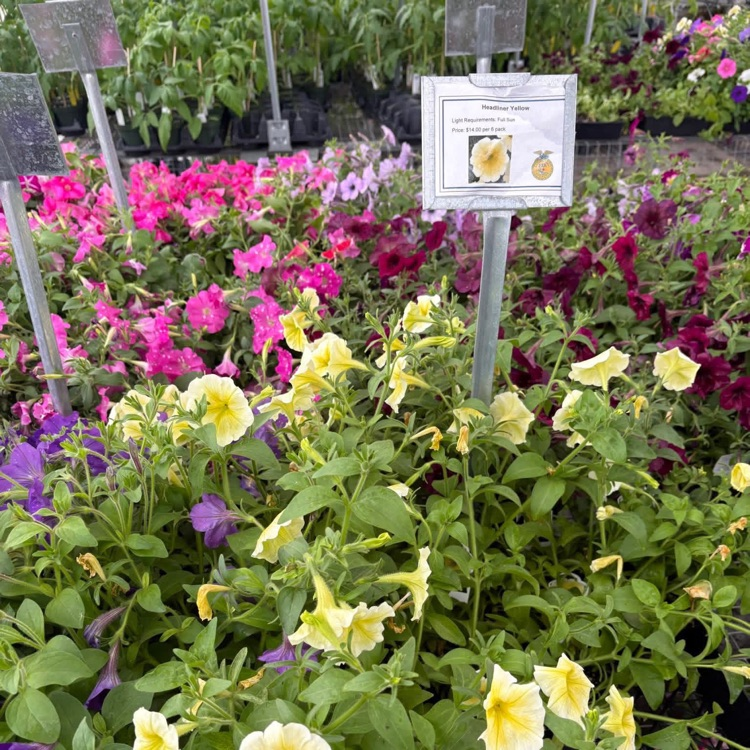 2026 FFA Plant Sale