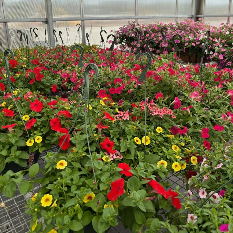 2026 FFA Plant Sale