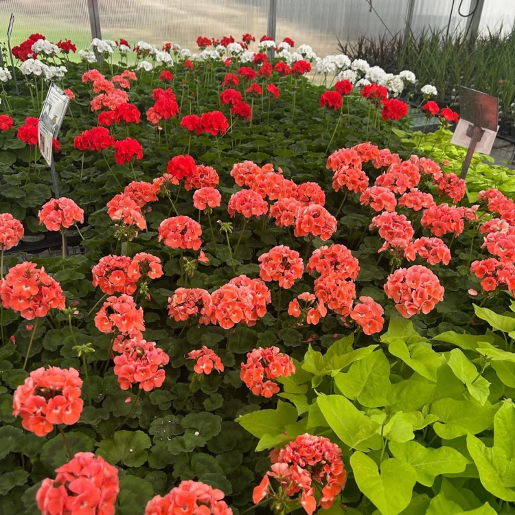 2026 FFA Plant Sale