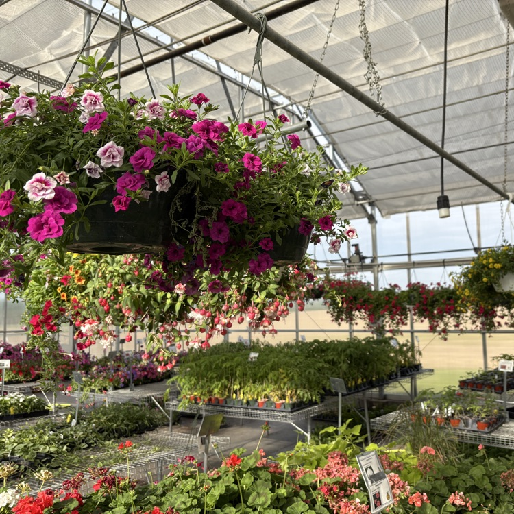2026 FFA Plant Sale Final Days