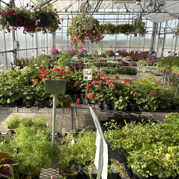 2026 FFA Plant Sale Final Days