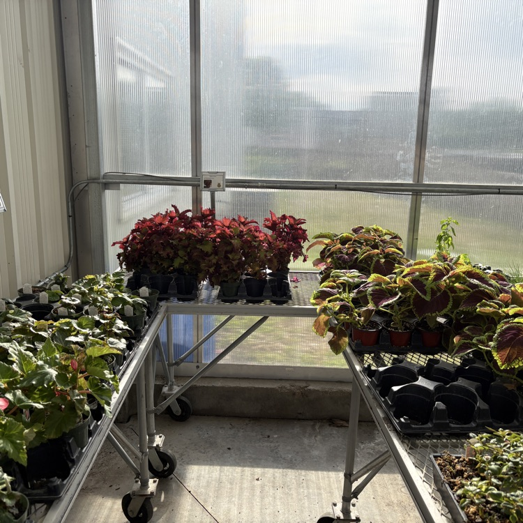 2026 FFA Plant Sale Final Days