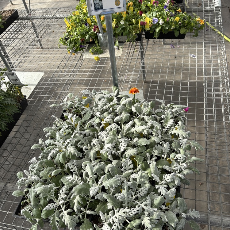 2026 FFA Plant Sale Final Days