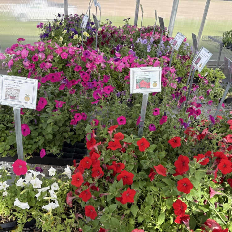 2026 FFA Plant Sale Final Days