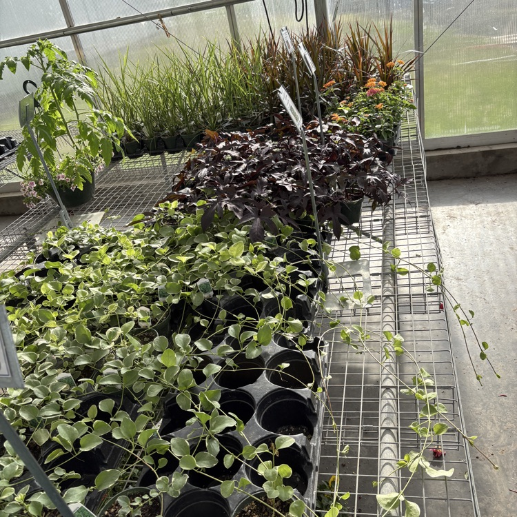 2026 FFA Plant Sale Final Days