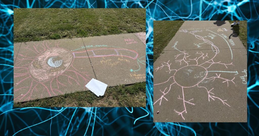AP Psychology neuron chalk drawings