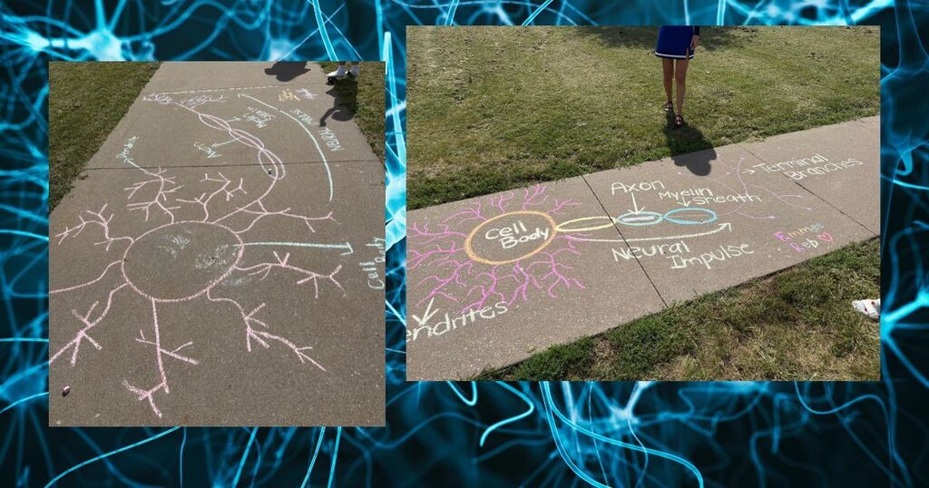 AP Psychology neuron chalk drawings