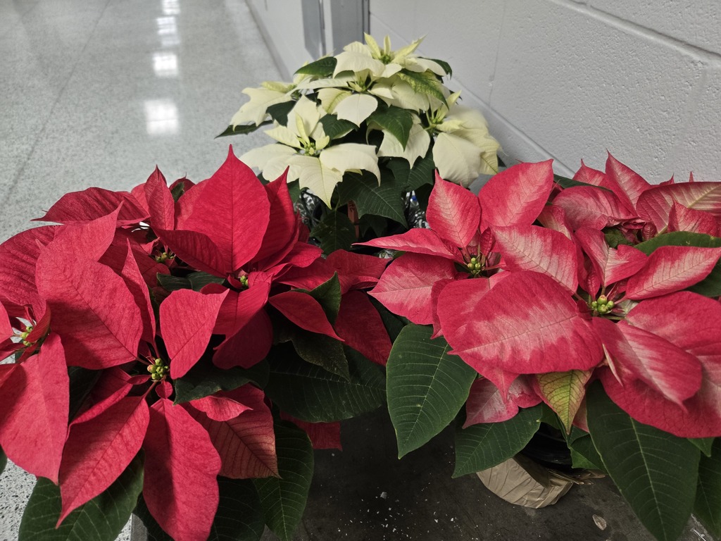 poinsettias