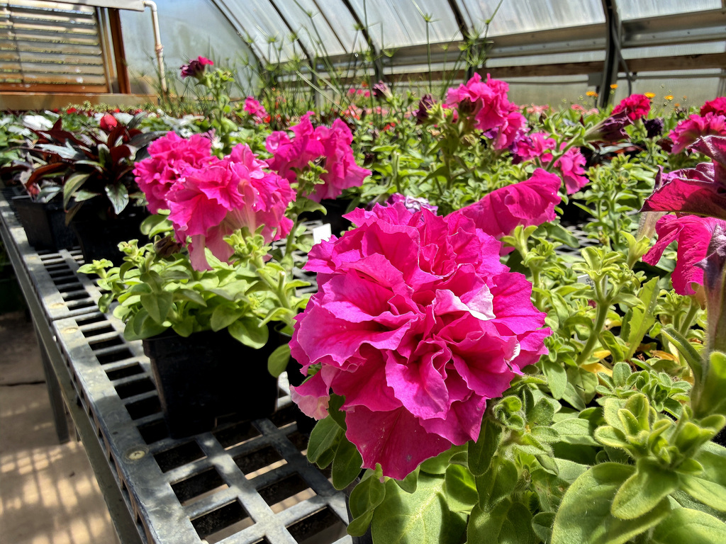 image of flowers on a greenhouse table