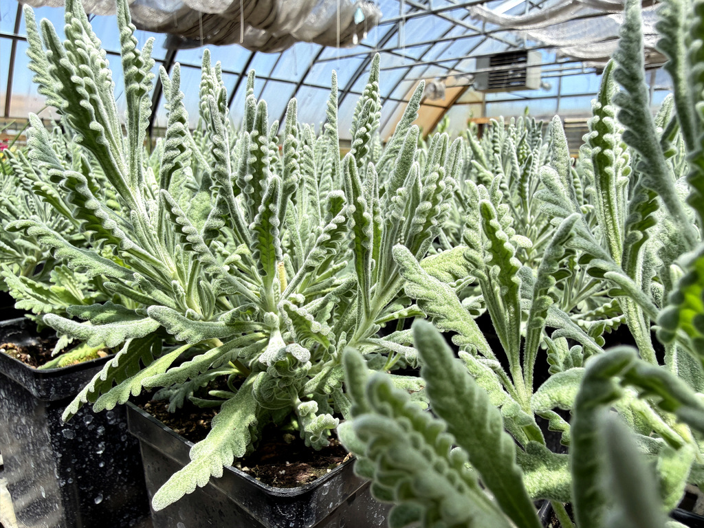 image of plants in a greenhouse