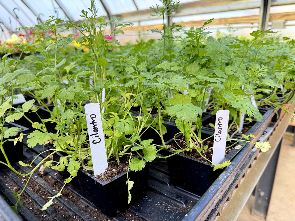 image of cilantro on a greenhouse table
