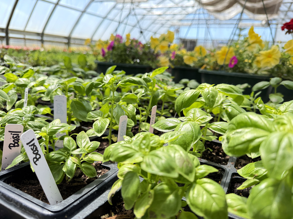 image of basil on a greenhouse table